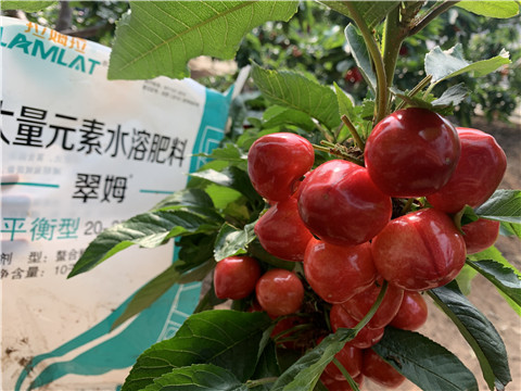 水溶肥，拉姆拉，翠姆