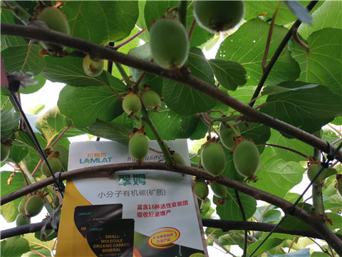 水溶肥，拉姆拉，翠姆