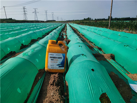 大姜，拉姆拉，翠姆