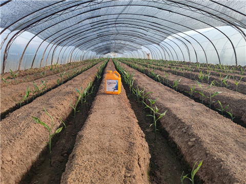 大姜，拉姆拉，翠姆