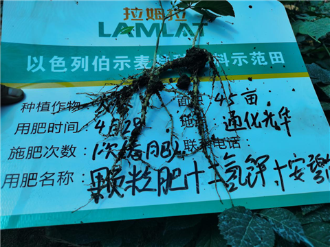 水溶肥，拉姆拉，翠姆