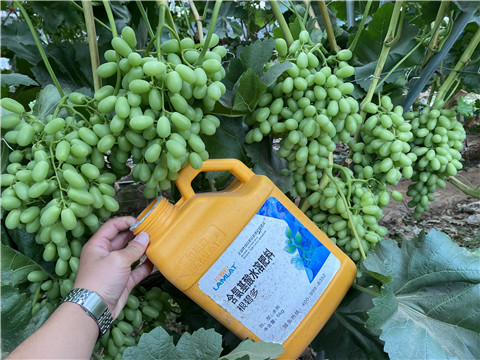 生根劑，翠姆，拉姆拉