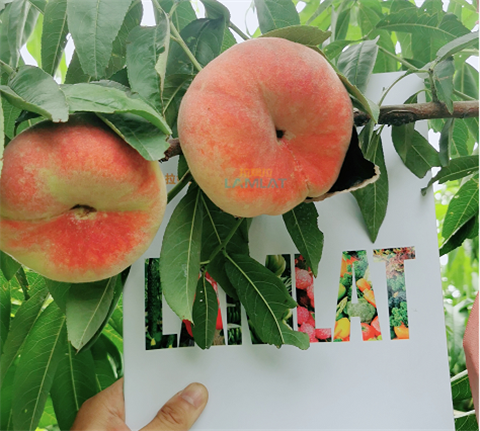 水溶肥，翠姆，拉姆拉