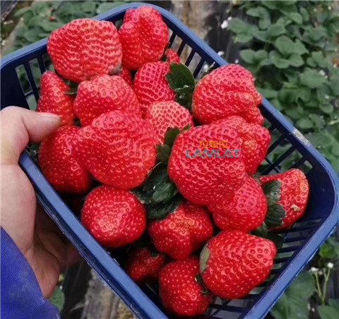 鈣肥，翠姆，拉姆拉