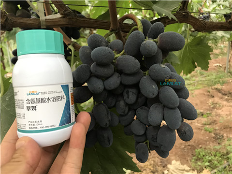 鈣肥，翠姆，拉姆拉