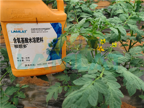 水溶肥，翠姆，拉姆拉