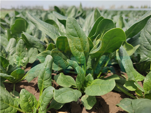 水溶肥，翠姆，拉姆拉