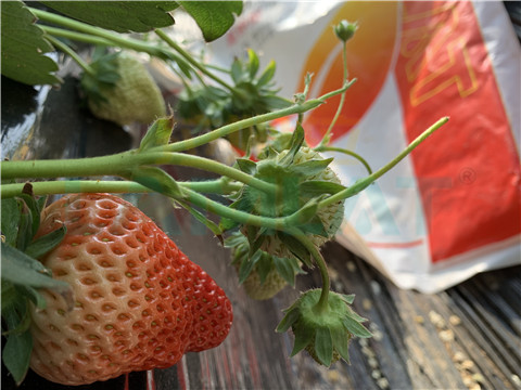 水溶肥，翠姆，拉姆拉