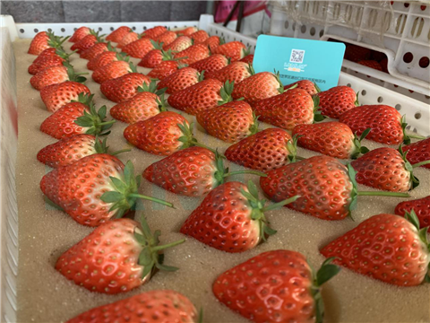 水溶肥，翠姆，拉姆拉