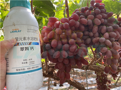 鈣肥，拉姆拉，翠姆