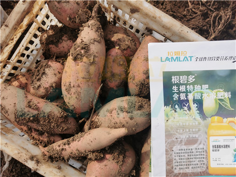 水溶肥，拉姆拉，翠姆