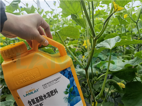 生根劑，拉姆拉，翠姆