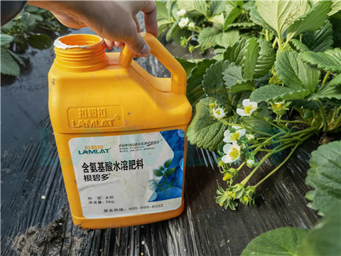 水溶肥，拉姆拉，翠姆