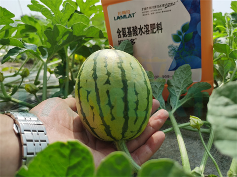 水溶肥，拉姆拉，翠姆