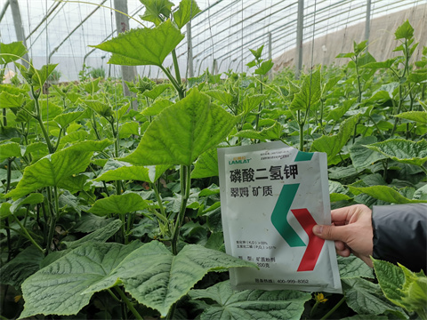 水溶肥，翠姆，拉姆拉