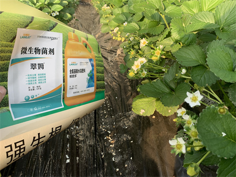 水溶肥價(jià)格，翠姆，草莓水溶肥