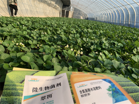 水溶肥價(jià)格，翠姆，草莓水溶肥