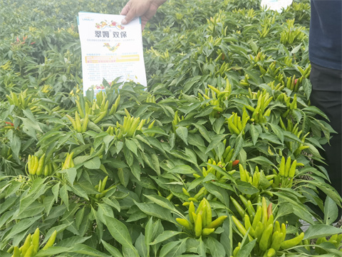 水溶肥,翠姆,朝天椒種植