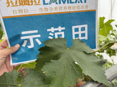 水溶肥廠家,葡萄種植,拉姆拉滴灌級特種肥