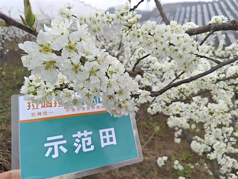 水溶肥廠家,倒春寒,拉姆拉安碧解