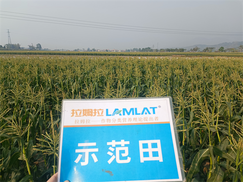 水溶肥廠家,拉姆拉水溶肥,拉姆拉滴灌級特種肥