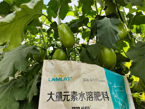進口水溶肥,茄子施肥,翠姆水溶肥