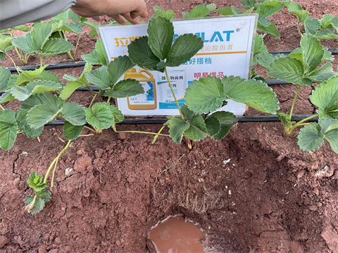 進(jìn)口水溶肥,草莓種植,拉姆拉滴灌級(jí)特種肥