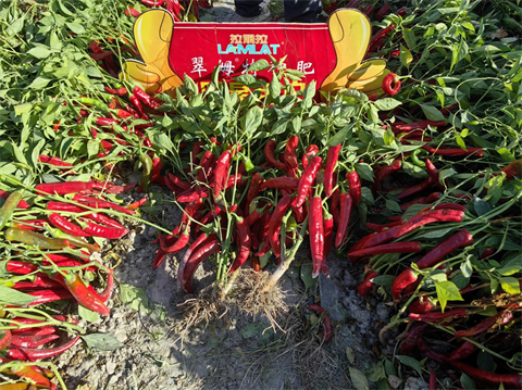 水溶肥廠家,滴灌肥,拉姆拉滴灌級(jí)特種肥