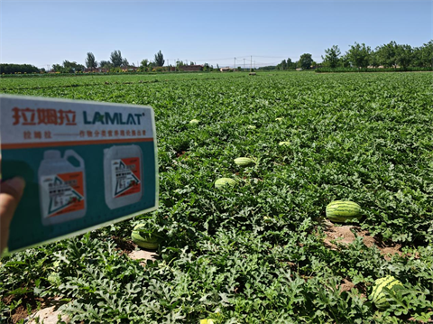 水溶肥,西瓜種植,拉姆拉滴灌級特種肥