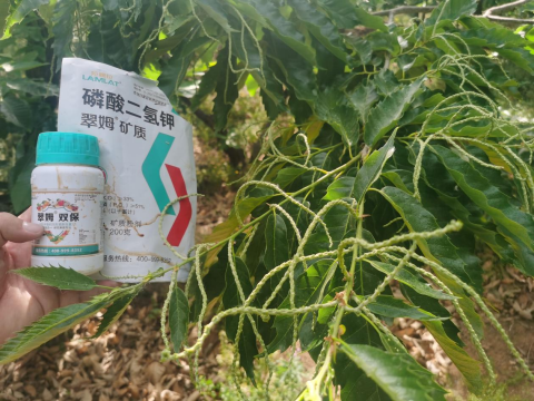 水溶肥品牌,板栗種植,拉姆拉滴灌級(jí)特種肥